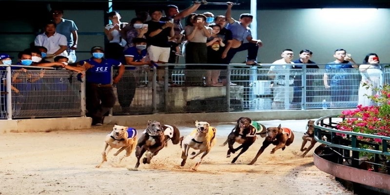 Các hình thức cá cược đua chó Vũng Tàu tại XO88